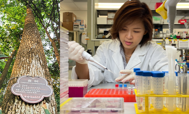 Bobo Mok, PhD, a scientific officer in the Department of Microbiology, HKUMed said, ‘Topotecan (TPT) is derived from Camptothecin, a natural product that can be found in the bark of Chinese Happy tree. It is an inexpensive FDA-approved drug available in most countries for use as anti-cancer agents.’ The research reveals that TPT inhibited the expression of inflammatory genes in the lungs of mice as late as four days after SARS-CoV-2 infection, a finding with potential implications for treatment of humans.